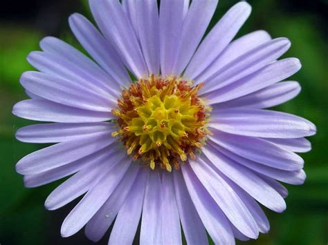 Aster tataricus (Tatarian Aster) - World of Flowering Plants