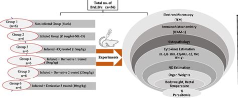 Experimental design of the study | Download Scientific Diagram