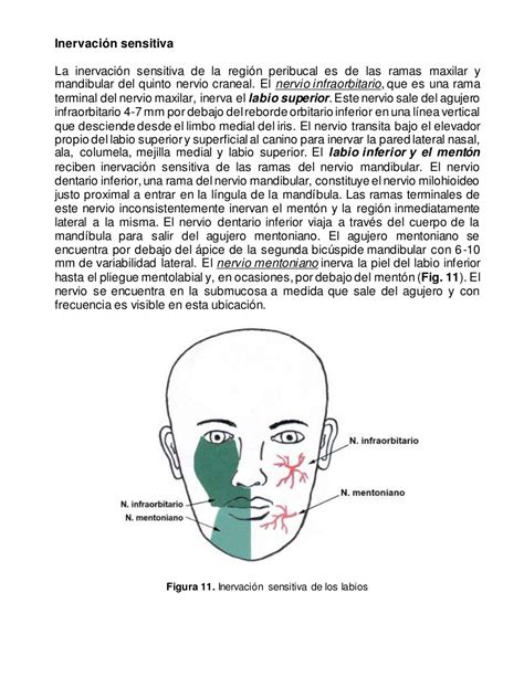 Anatomia De Los Labios Y De La Region Perioral