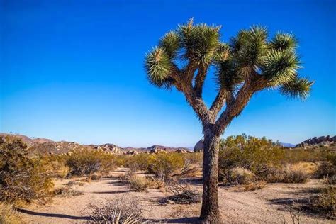 Adaptations of Desert Plants: Desert Survivors - Nature Roamer