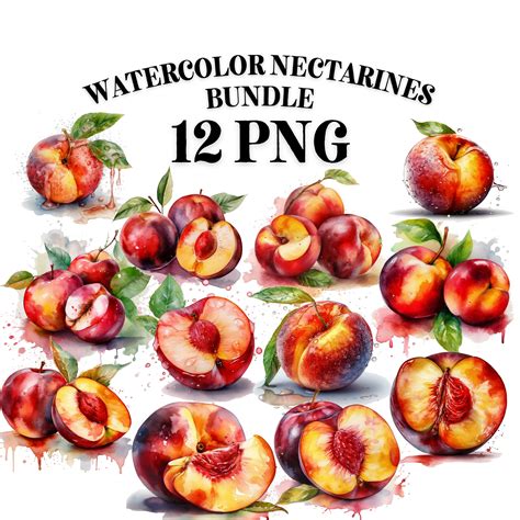 Nectarine Png Water Color Clipart Summer Fruits Png Digital Etsy