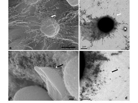 A B Cryo SEM Images Of Synechocystis Sp PCC 6803 Prepared By