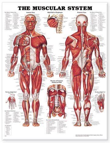 The Muscular System Anatomical Chart By Anatomical Chart Hardcover