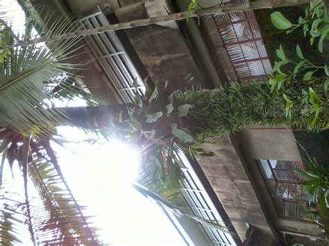 Rovie Ann Gerez: Plants found in Leyte Normal University