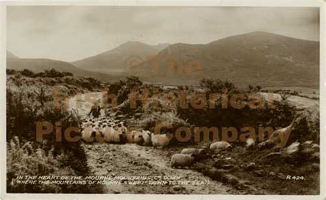 Sheep in the Mourne Mountains, Kilkeel, Co. Down DN-00558 - The ...