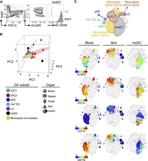 High Dimensional Phenotypic Mapping Of Human Dendritic Cells Reveals