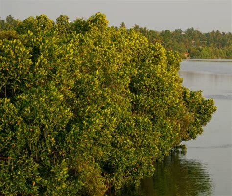 1,900+ Mangroves India Stock Photos, Pictures & Royalty-Free Images ...