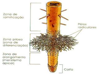 Morfologia Da Raiz - IDFG - 2º C - 2009 - Biologia | Morfologia da Raiz