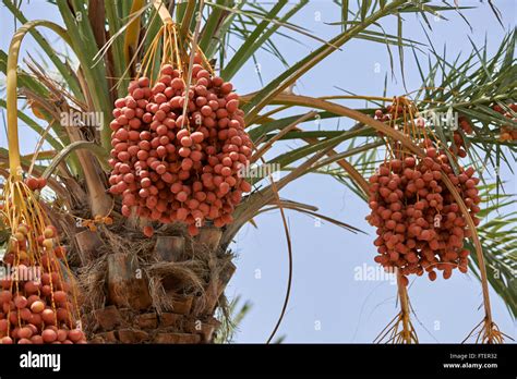 Dates Tree Hi Res Stock Photography And Images Alamy