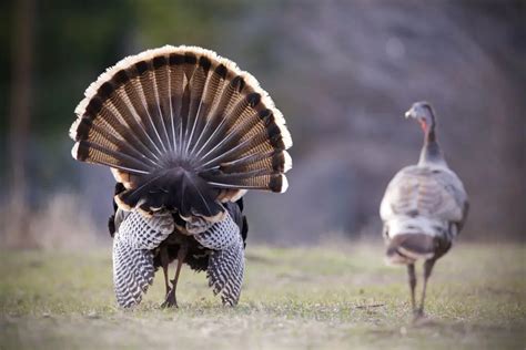 Why Are There Different Tail Shapes In Birds? | Avianbird