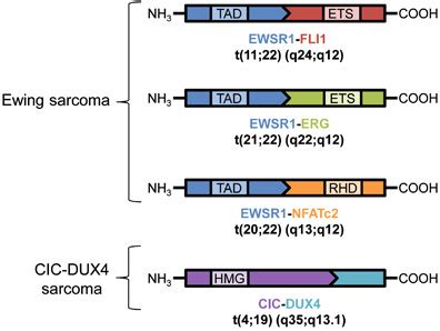 EWSR1 Fusion Proteins Mediate PAX7 Expression In Ewing Sarcoma Modern