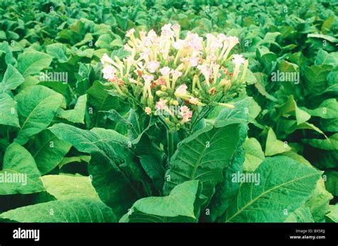 Coltivare Piante Di Tabacco Immagini E Fotografie Stock Ad Alta