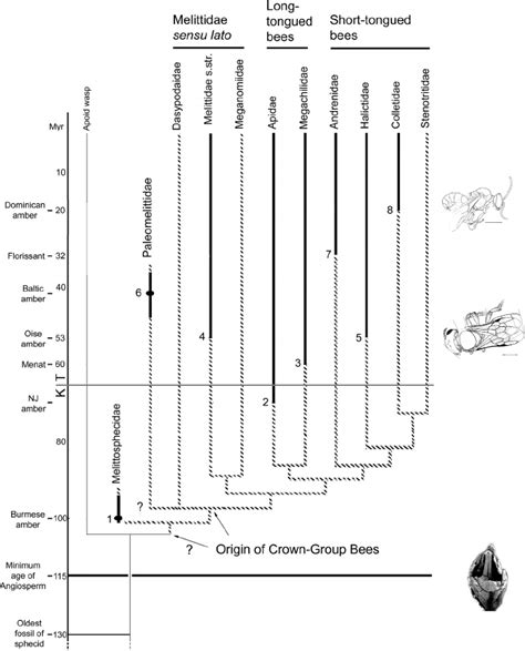 2 Hypothese Of Bee Evolution According To Danforth Et Al 2006 With