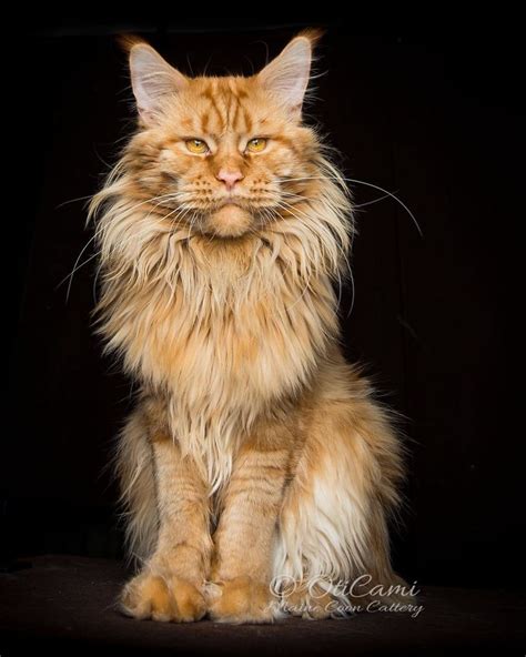 Mythical Beasts Photographer Captures The Majestic Beauty Of Maine