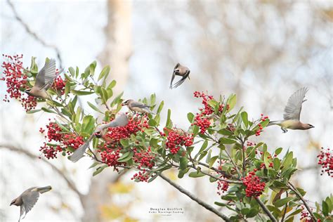 Cedar Waxwings Feeding Photograph By Douglas Griffith Fine Art America