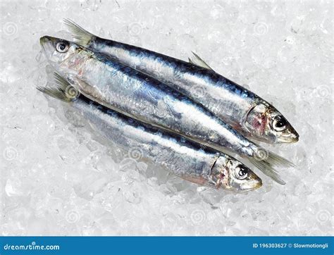 Sardine Sardina Pilchardus Fresh Fishes On Ice Stock Image Image Of