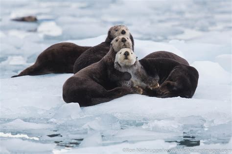 Sea Otter | Chugach National Forest, Alaska | Photos by Ron Niebrugge