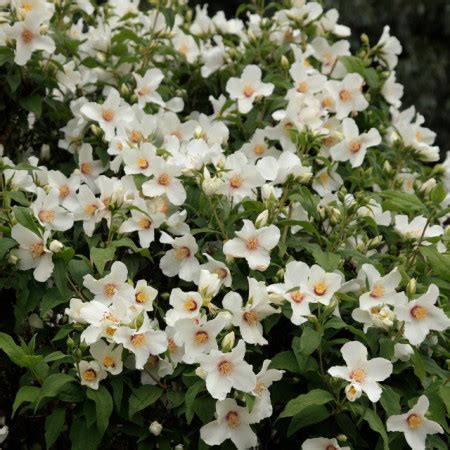 Iasomie Philadelphus Belle Etoile