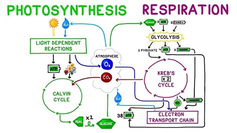 Photosynthesis And Respiration Difference