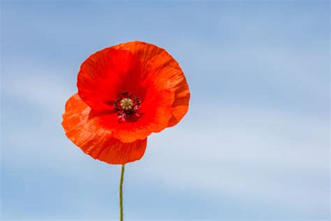 Red Poppy Memorial Day Stock Photos, Pictures & Royalty-Free Images - iStock