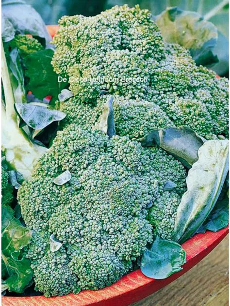40 Types of Broccoli 🥦 A-to-Z | Photos - Butter N Thyme