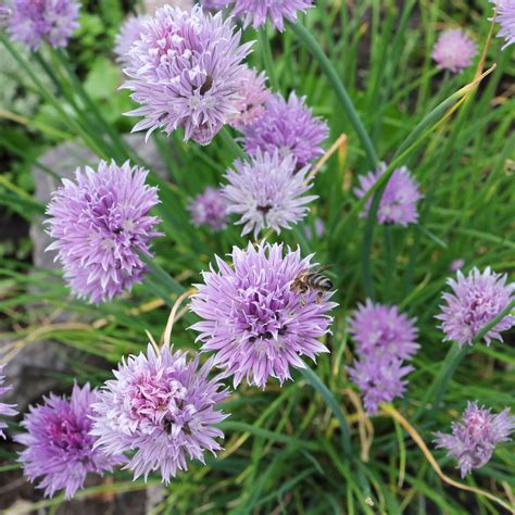 Allium Schoenoprasum