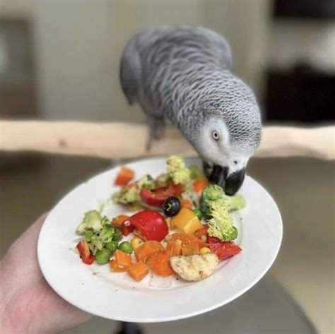 African Grey Parrot Diet And Nutrition Tribeofunicorn African Grey Parrots For Sale