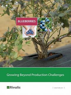 Getting Blueberries To Produce