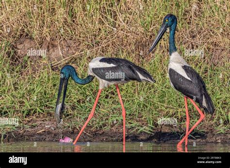 A Male Black Necked Stork Has Caught A Barramundi Northern Territory