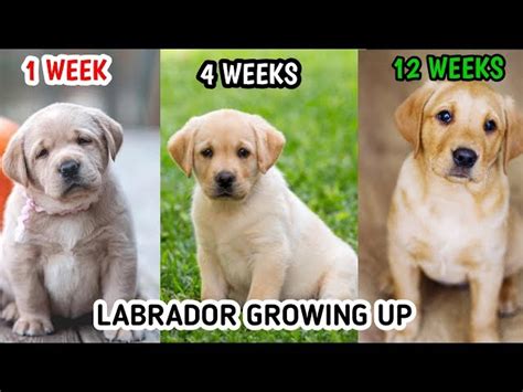 How Much Do Lab Puppies Grow Each Week