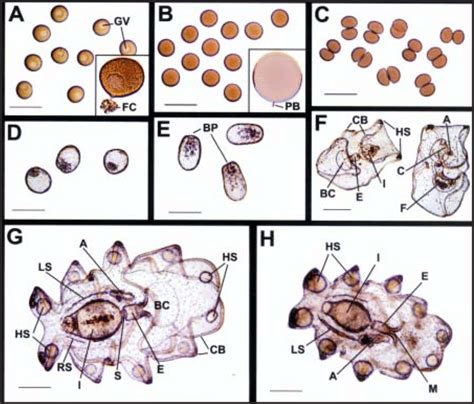 Early Development Of The Sea Cucumber Isostichopus Fuscus The Bars