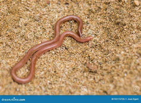 Worm Snake Is Eating Mealworm , Meal Worm Close Up Of Snake, It Looks Like Worm Blind Snake Is A ...