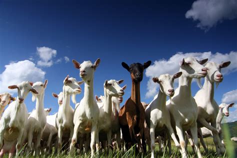 Cases Of Q Fever Among Visitors To A Cave In Spain