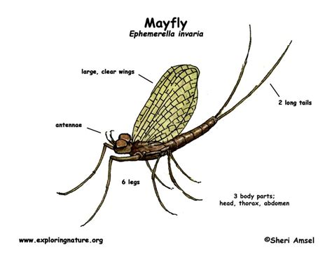 Mayfly Larvae Diagram