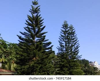 Closeup Norfolk Island Pine Araucaria Heterophylla Stock Photo