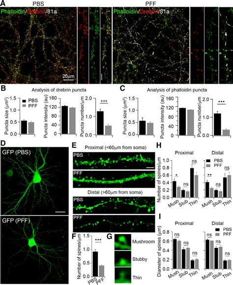 α Synuclein αsyn Preformed Fibrils Induce Endogenous αsyn Aggregation