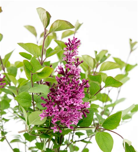 Syringa Bloomerang Dark Purple Erica Garden