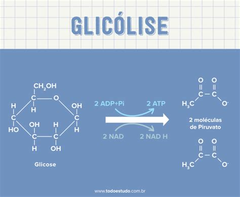 Glicólise Conheça Melhor Uma Das Mais Importântes Vias Metabólicas