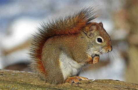 8 Differences Between Red And Gray Squirrels Photos Id And Behavior