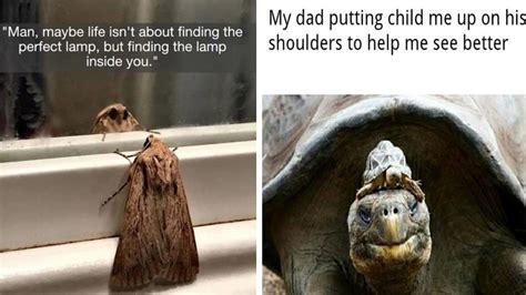 20 Wild Wholesome Animal Memes | Know Your Meme