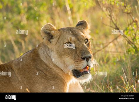 African Lion Panthera Leo Portrait Hi Res Stock Photography And Images