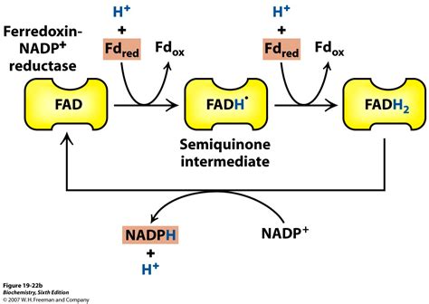 Ferredoxin In Photosynthesis