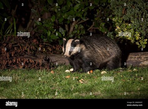 Close Up Of Wild Hungry Urban British Badger Meles Meles Isolated In