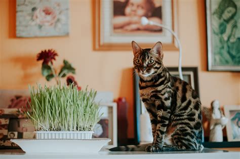 What's the Difference Between a Bengal and a Maine Coon? - Russian blue