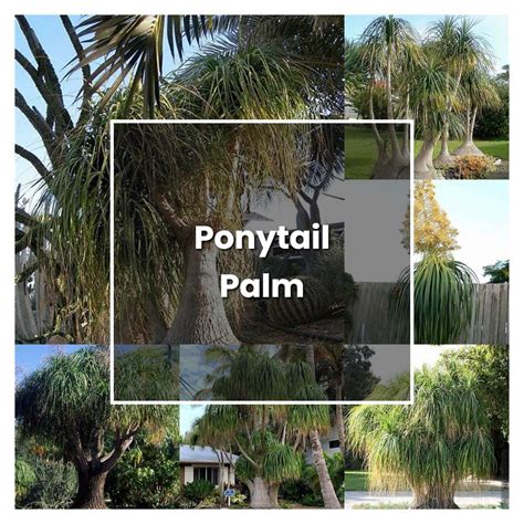 How To Grow Ponytail Palm Plant Care Tips Norwichgardener