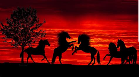 Sunset Animals Horses Wild - Free photo on Pixabay