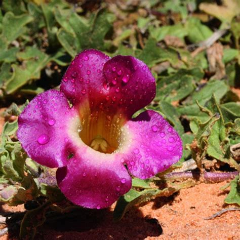 ARTIGLIO DEL DIAVOLO BOTANICALS IL PORTALE SULL UTILIZZO DELLE