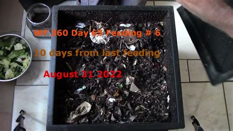 Worm Factory 360 Day 65 Feeding 6 Aug 31 2022 Youtube