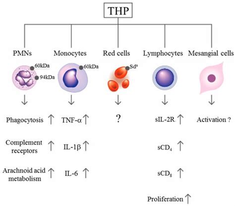 Molecules Free Full Text Tammhorsfall Protein Is A Potent