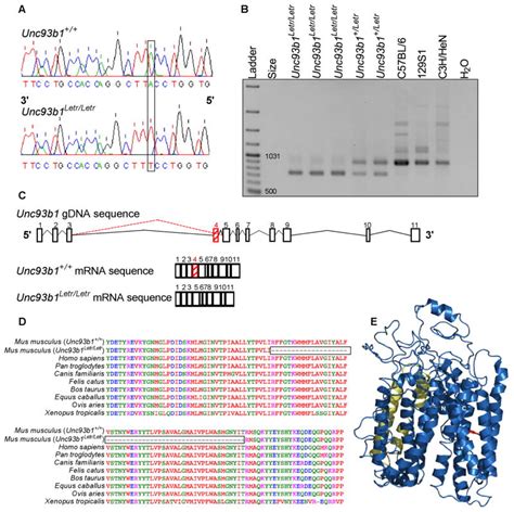 An Enu Induced Splicing Mutation Reveals A Role For Unc93b1 In Early